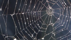 Halloween Suikerspinnen